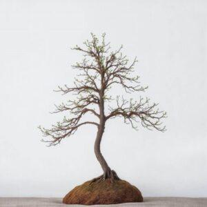 korona bonsai