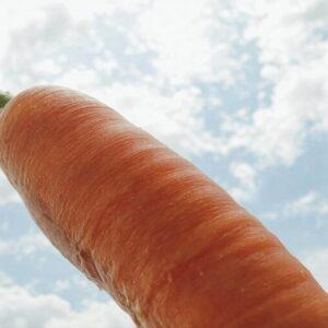 marchew w słońcu