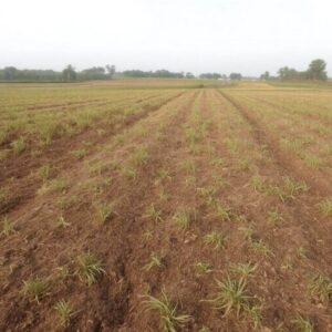 Farmland prices in Poland